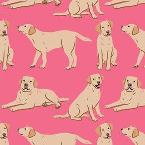 Yellow Labrador Retriever Dogs - Pink