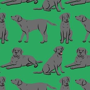 Black Labrador Retriever Dogs - Green