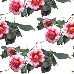 Camellias on White