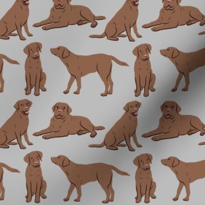 Brown Labrador Retriever Dogs - Gray