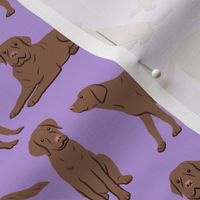 Brown Labrador Retriever Dogs - Purple