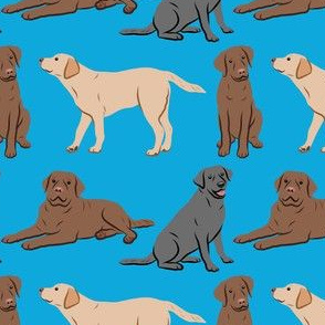 Different Labrador Retriever Dogs - Blue