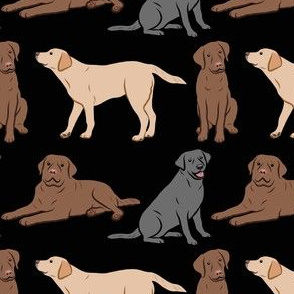 Different Labrador Retriever Dogs - Black