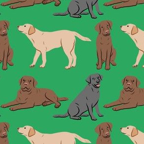 Different Labrador Retriever Dogs - Green