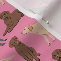 Different Labrador Retriever Dogs - Pink