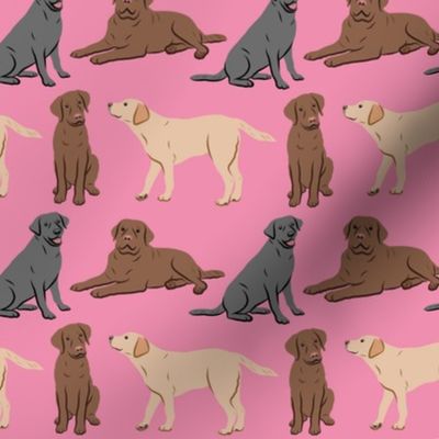 Different Labrador Retriever Dogs - Pink