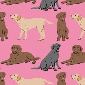 Different Labrador Retriever Dogs - Pink