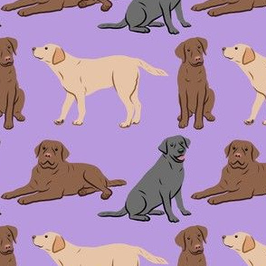 Different Labrador Retriever Dogs - Purple