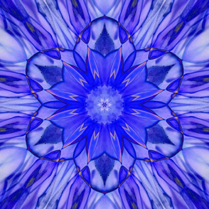 ultraviolet star flower