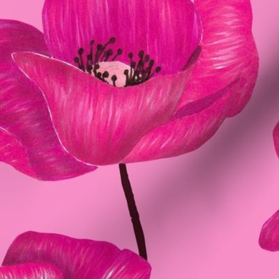 Poppy Flowers XL - Hot Pink