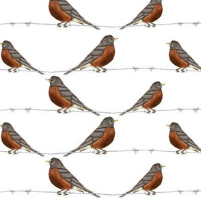 robins on barbed wire - large scale