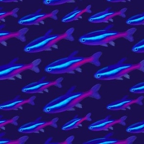 Neon tetra fish shoal