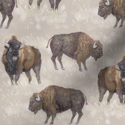 Buffalo On The Western Range