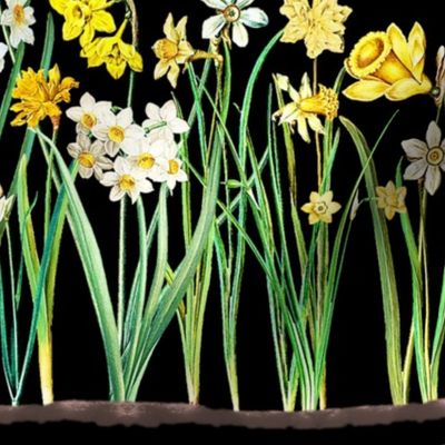 Black daffodil border