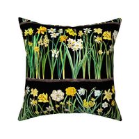 Black daffodil border