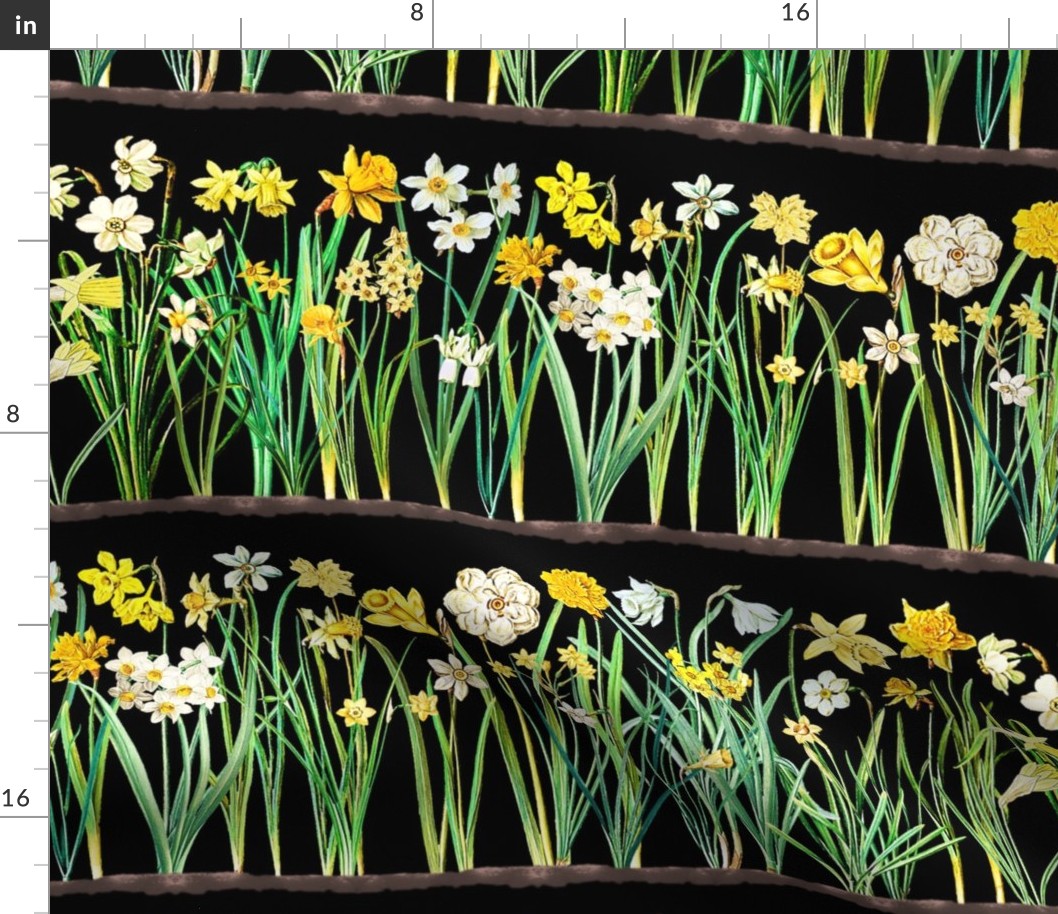 Black daffodil border