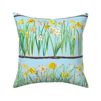 Bright blue daffodil border