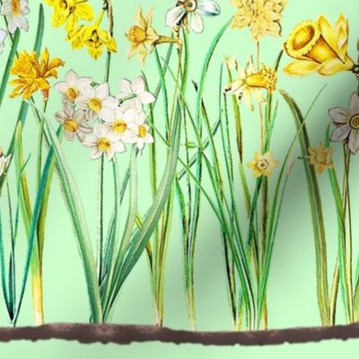 Candy green daffodil border