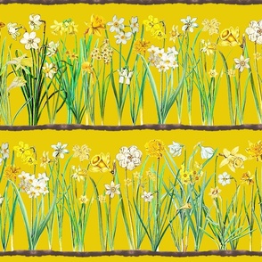 Dark yellow daffodil border