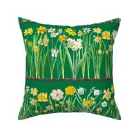 Green daffodil border