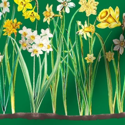 Green daffodil border