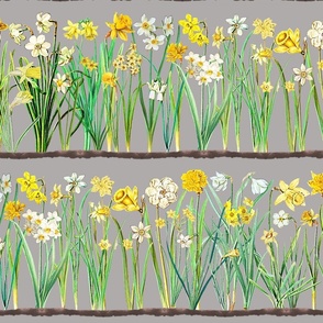 Grey daffodil border