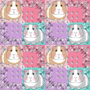 medium guinea pigs on bandanas