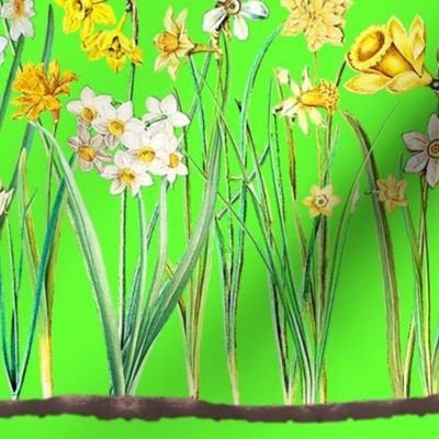 Spring green daffodil border