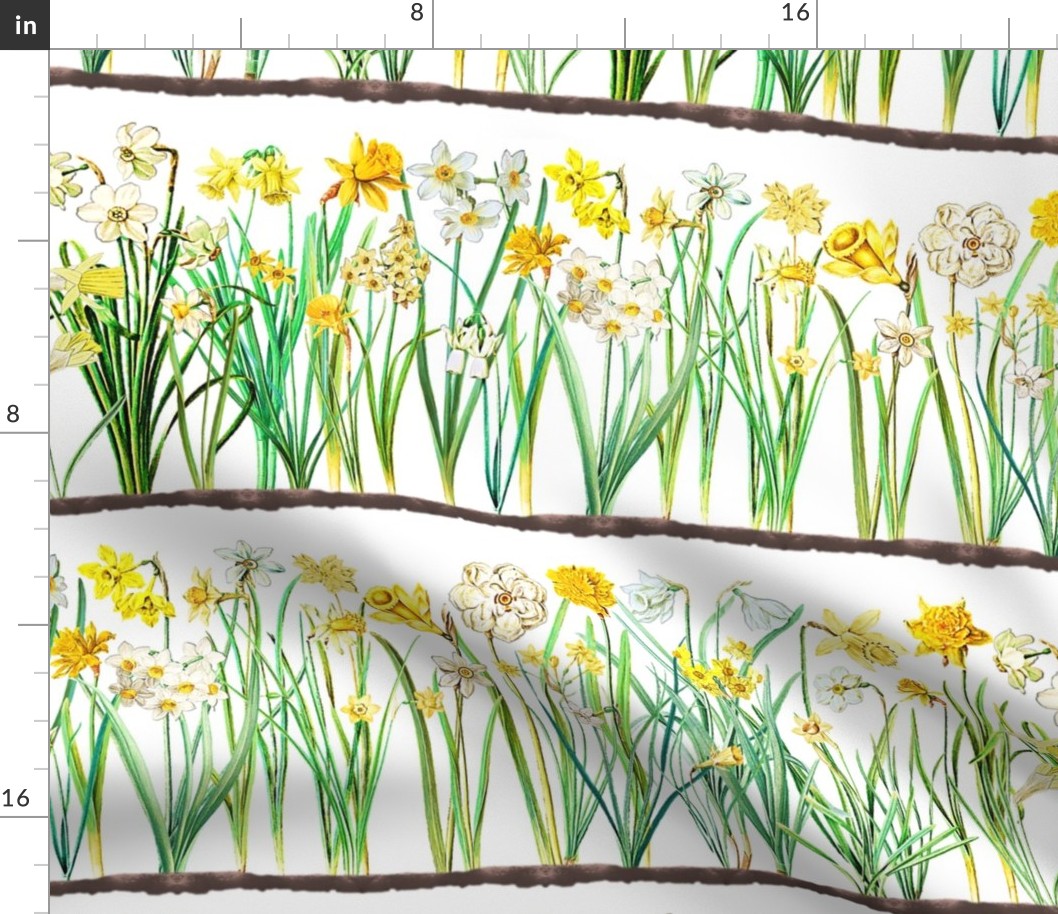 White daffodil border