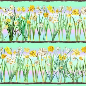 Winter rainbow daffodil border