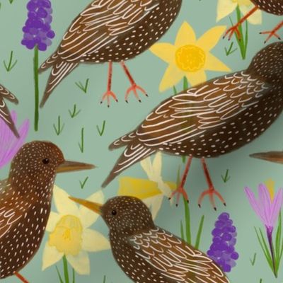 Starlings bluetits and daffodils