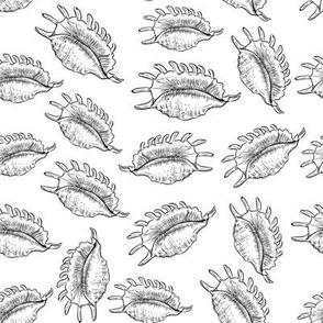 Summer concept with Unique sea shells, sea snails. Sketch black contour on white background.