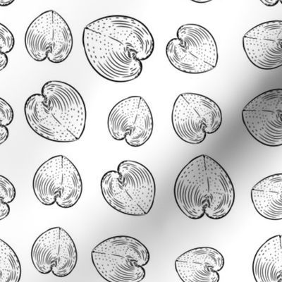 Summer concept with Unique sea shells, sea snails. Sketch black contour on white background.