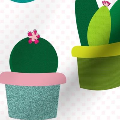 Potted Cactus Plants