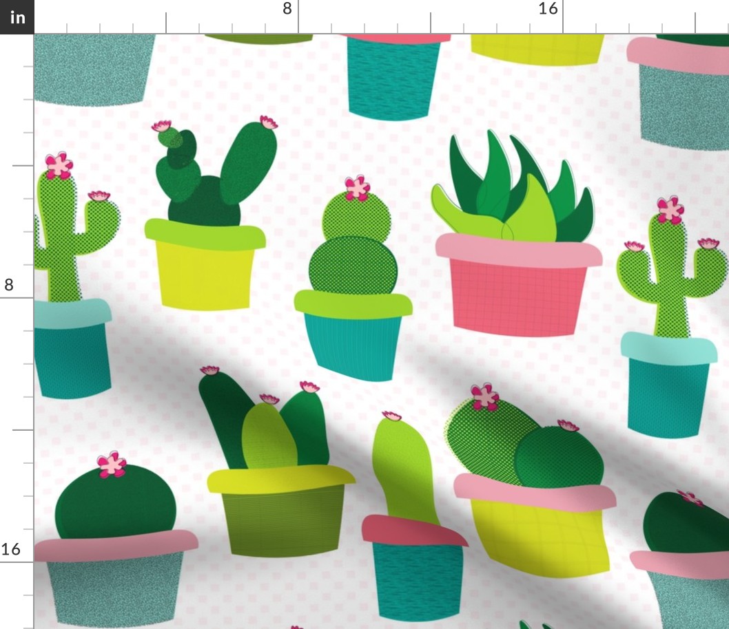 Potted Cactus Plants