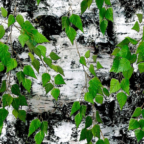  Birch pattern
