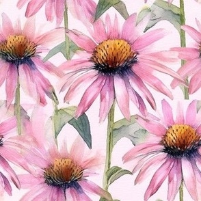 Watercolor echinacea flowers