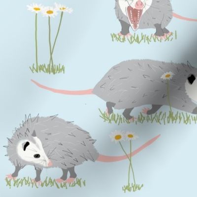 Opossums and Daisies