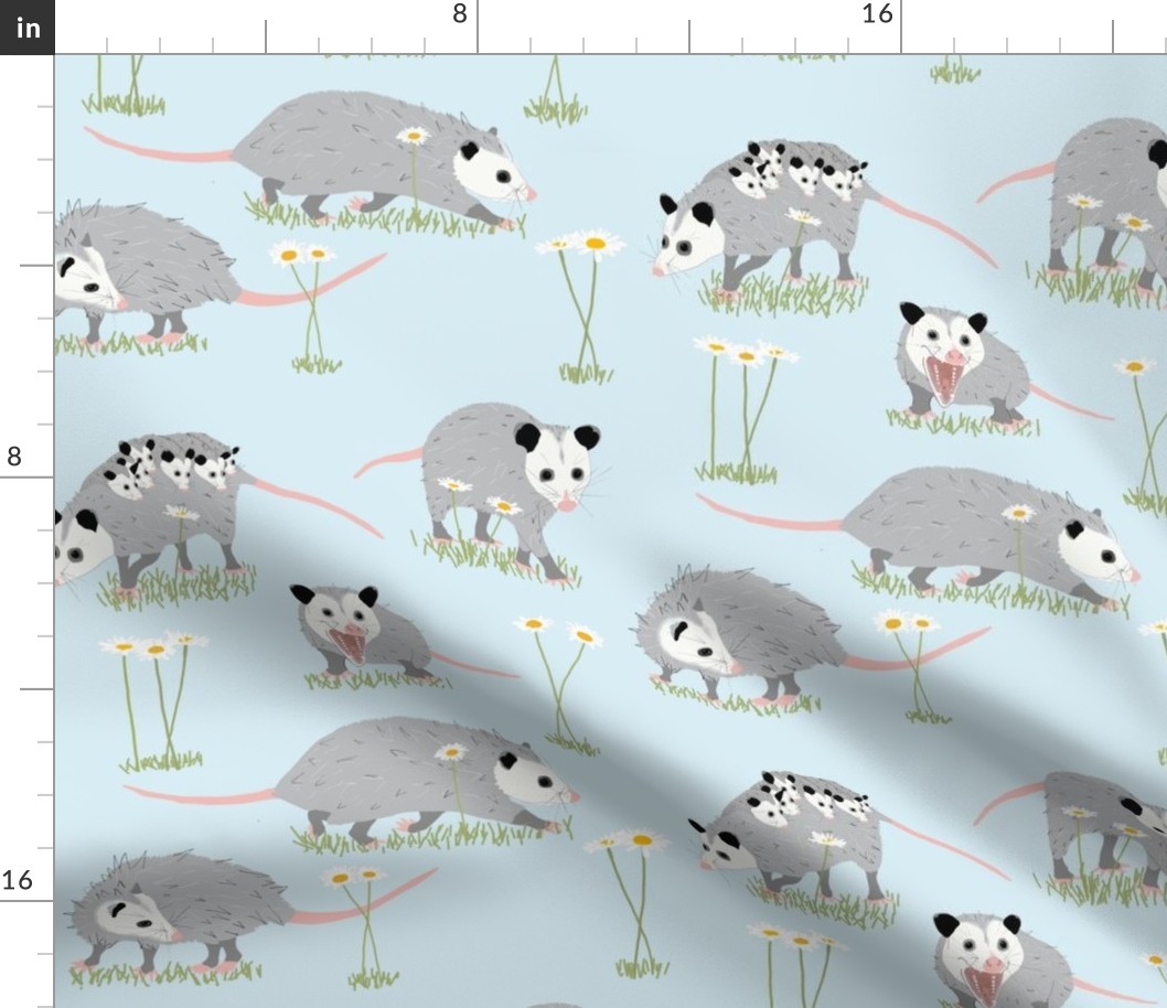 Opossums and Daisies