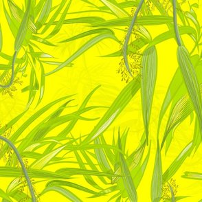 Broad leaved bristle grass  bright yellow 