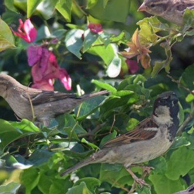 Sparrows on Bougainvillea
