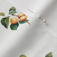 Apricots v2 White // standard