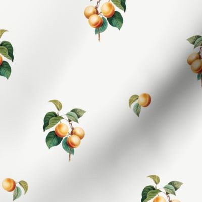 Apricots v2 White // standard
