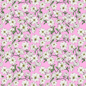 Dogwood blooms on pink 8x8