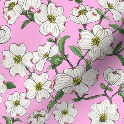 Dogwood blooms on pink 10x10
