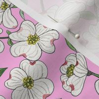 Dogwood blooms on pink 10x10