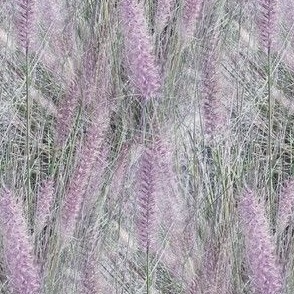 Fluffy Fountain Grass