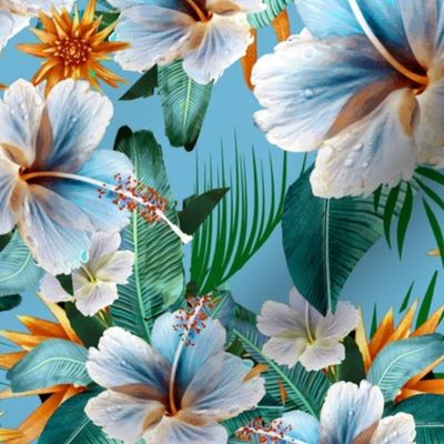 Tropical Hibiscus Orange flowers