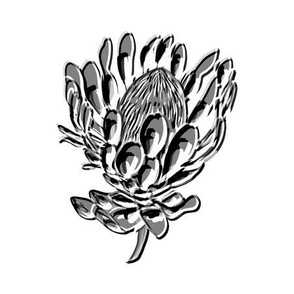protea black and white embossed white