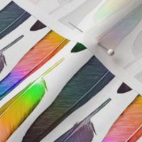 Rainbow Conure flight feathers - horizontal